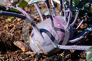 Organic purple kohlrabi cabbage growing in garden ready to harvest
