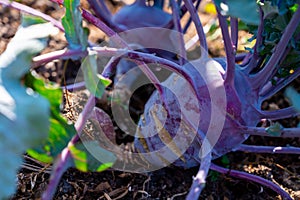 Organic purple kohlrabi cabbage growing in garden ready to harvest