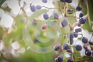 Organic purple Syzygium cumini fruits on tree. Syzygium cumini,