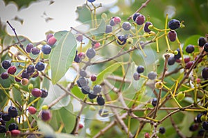 Organic purple Syzygium cumini fruits on tree. Syzygium cumini,