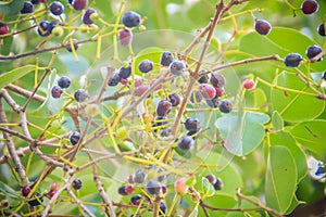 Organic purple Syzygium cumini fruits on tree. Syzygium cumini,