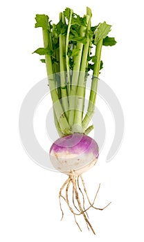 Organic purple top turnip