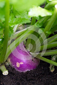 Organic purple top turnip in the garden