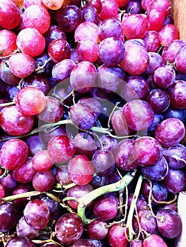 Organic purpple grapes photo
