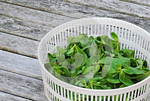 Organic purslane in basket