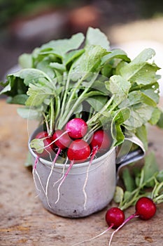 Organic Radish in a metal cup