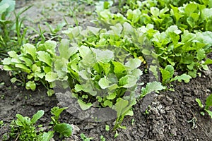 Organic radish seedling growing in the vegetable garden