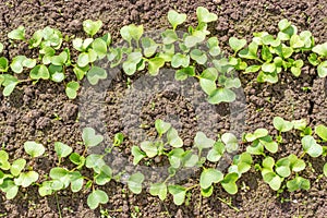 Organic radish seedlings in the vegetable garden. Healthy vegetarian food from your own garden. Planting vegetables in spring