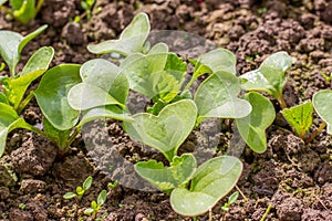 Organic radish seedlings in the vegetable garden. Healthy vegetarian food from your own garden. Planting vegetables in spring