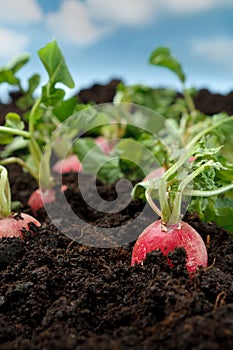 Organic radish vegetable