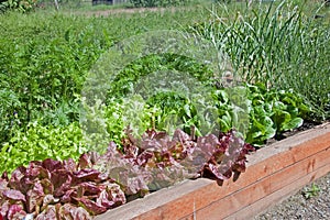 Organic Raised Bed Lettuce Garden