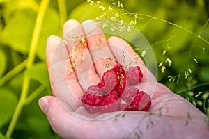 Organic raspberries on hand on green background