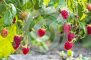 Organic raspberry harvest