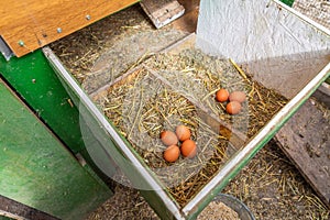 Organic raw chicken eggs in a nest at chicken coop, local farm, henhouse