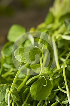 Organic Raw Green Pea Shoots