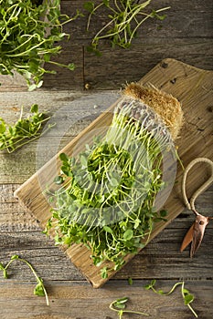 Organic Raw Green Pea Shoots