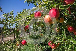 Organic red apples in apple orchard