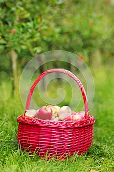 Organic red apples in a Basket outdoor. Orchard. Autumn Garden.