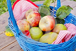 Organic red apples in a Basket outdoor. Orchard. Autumn Garden.