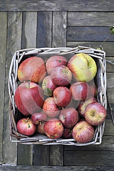 Organic Red apples photo