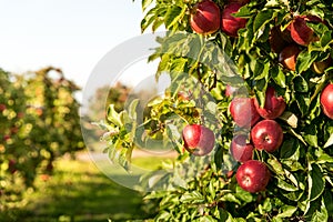 Fruit trees growing in rows in an orchard, on apple farm