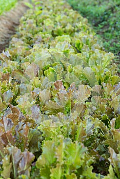Organic Red Batavia Lettuce salad in garden.