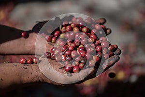 organic red berries coffee beans