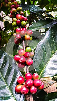 Organic red coffee cherries on tree branch in the garden,Thailand
