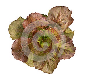 Organic red cos lettuce moonred hydroponic vegetable plant top view isolated on white background, path