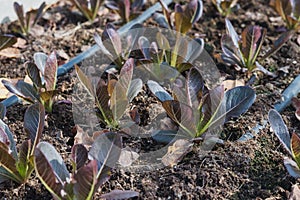 Organic red cos plant with drip irrigation system