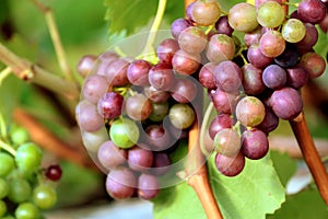 Organic red grapes on branch