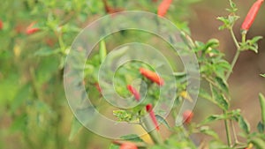 Organic red and green hot chilli pepper panning with lens flare and sound