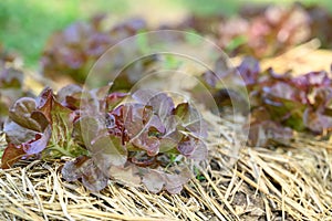 Organic red oak lettuce plant growing in organic garden
