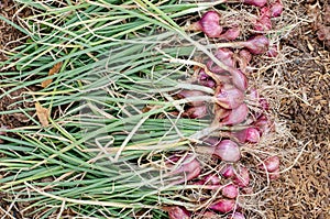 Organic red onion plant