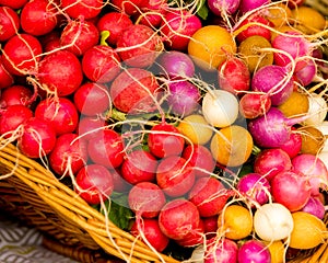 Organic Red, Orange, White and Purple Radish