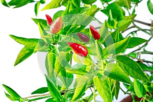 Organic red peppers on a plant with green leaves on a white background