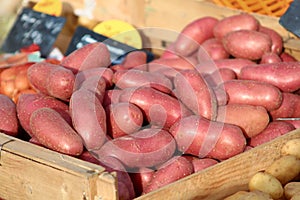 Organic Red Potatoes in a Bin at a Farmers Market