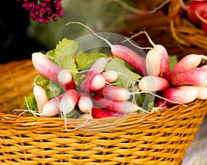 Organic Red Radish