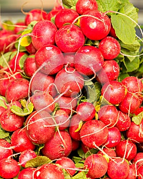 Organic Red Radish bunch