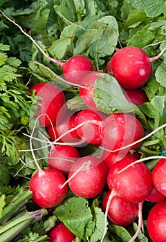 Organic Red Radishes