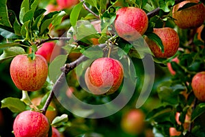 Organic red ripe apples on the orchard tree with green leaves