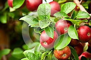 Organic red ripe apples on the orchard tree with green leaves