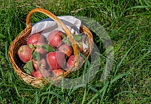 Organic red ripe apples in wicker basket isolated on green grass background