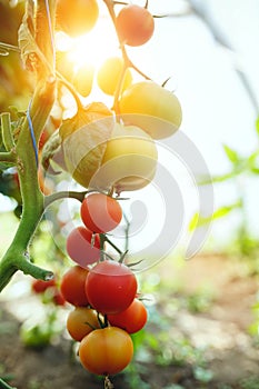 Organic red ripe tomatoes grown in a greenhouse