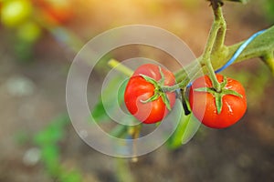 Organic red ripe tomatoes grown in a greenhouse