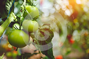 Organic red ripe tomatoes grown in a greenhouse