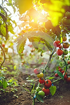 Organic red ripe tomatoes grown in a greenhouse