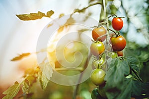 Organic red ripe tomatoes grown in a greenhouse