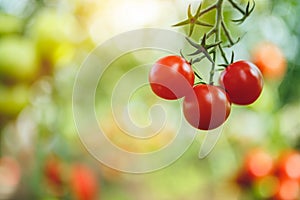 Organic red ripe tomatoes grown in a greenhouse