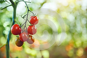 Organic red ripe tomatoes grown in a greenhouse